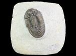 Scabriscutellum Trilobite - Tiny Eye Facets #75774-1
